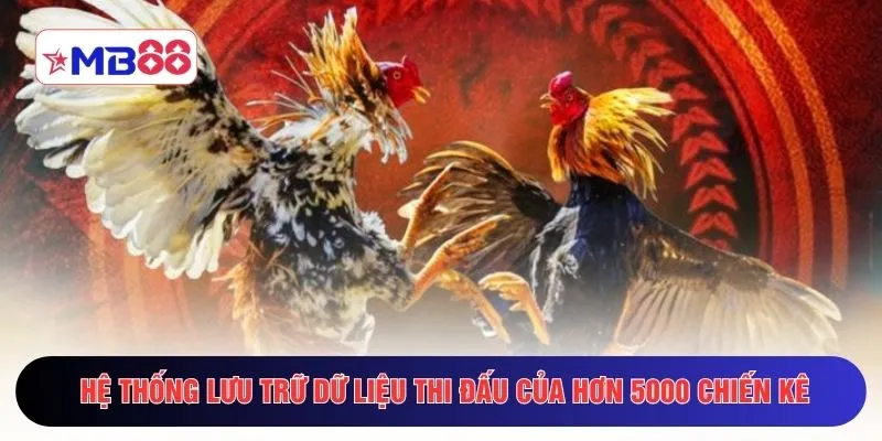 Hệ thống lưu trữ dữ liệu thi đấu của hơn 5000 chiến kê